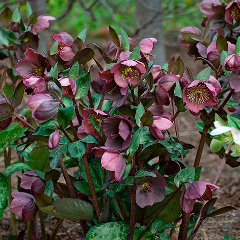 hazel hellebore|how to plant hellebore plant.